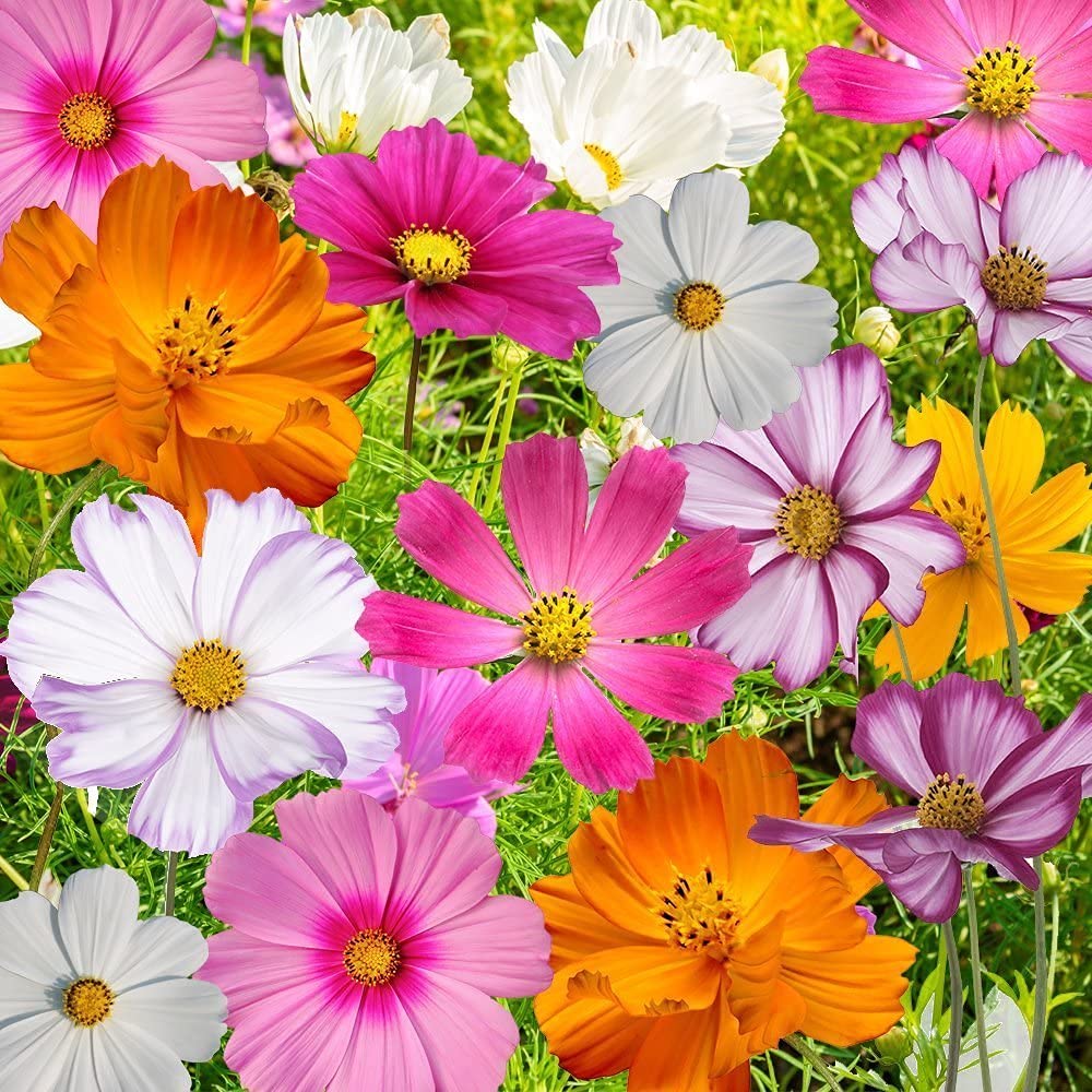 Amazon.com : Bulk Seeds, Crazy Mix Cosmos (Cosmos bipinnatus) Non